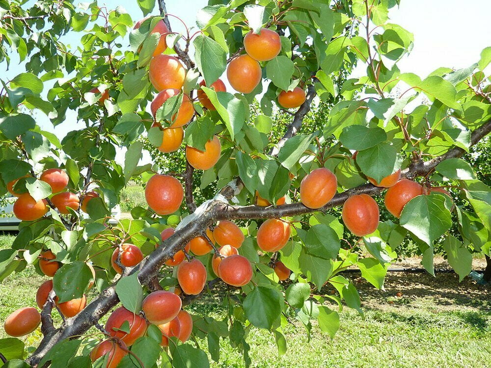 Albice Fruits